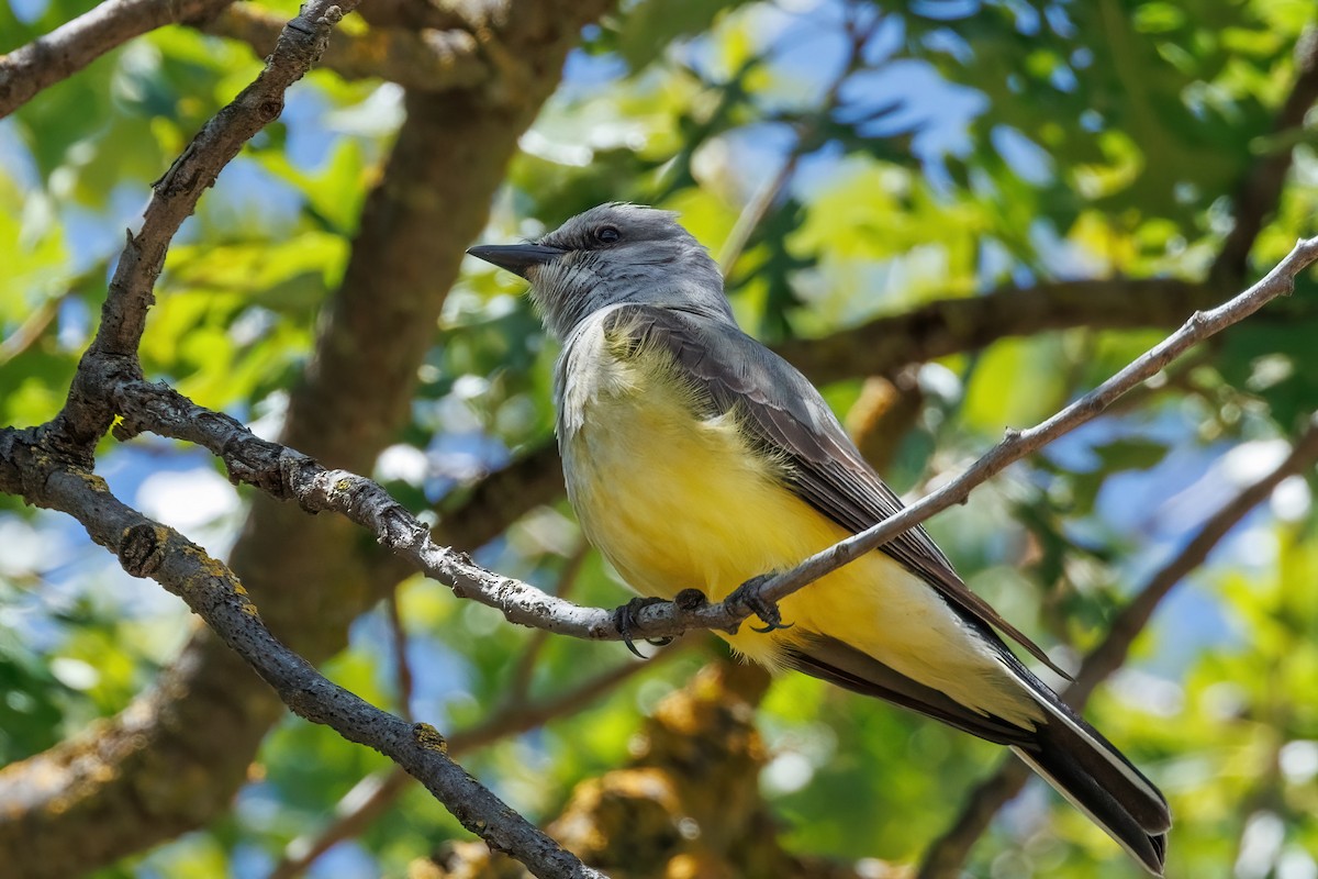 Western Kingbird - Samuel Schmidt