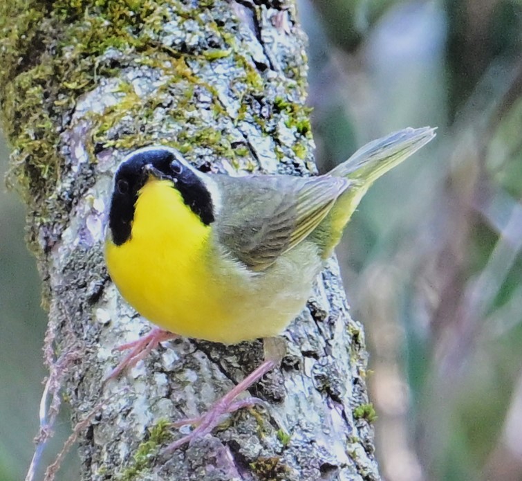 Common Yellowthroat - Alan Sankey  COHL