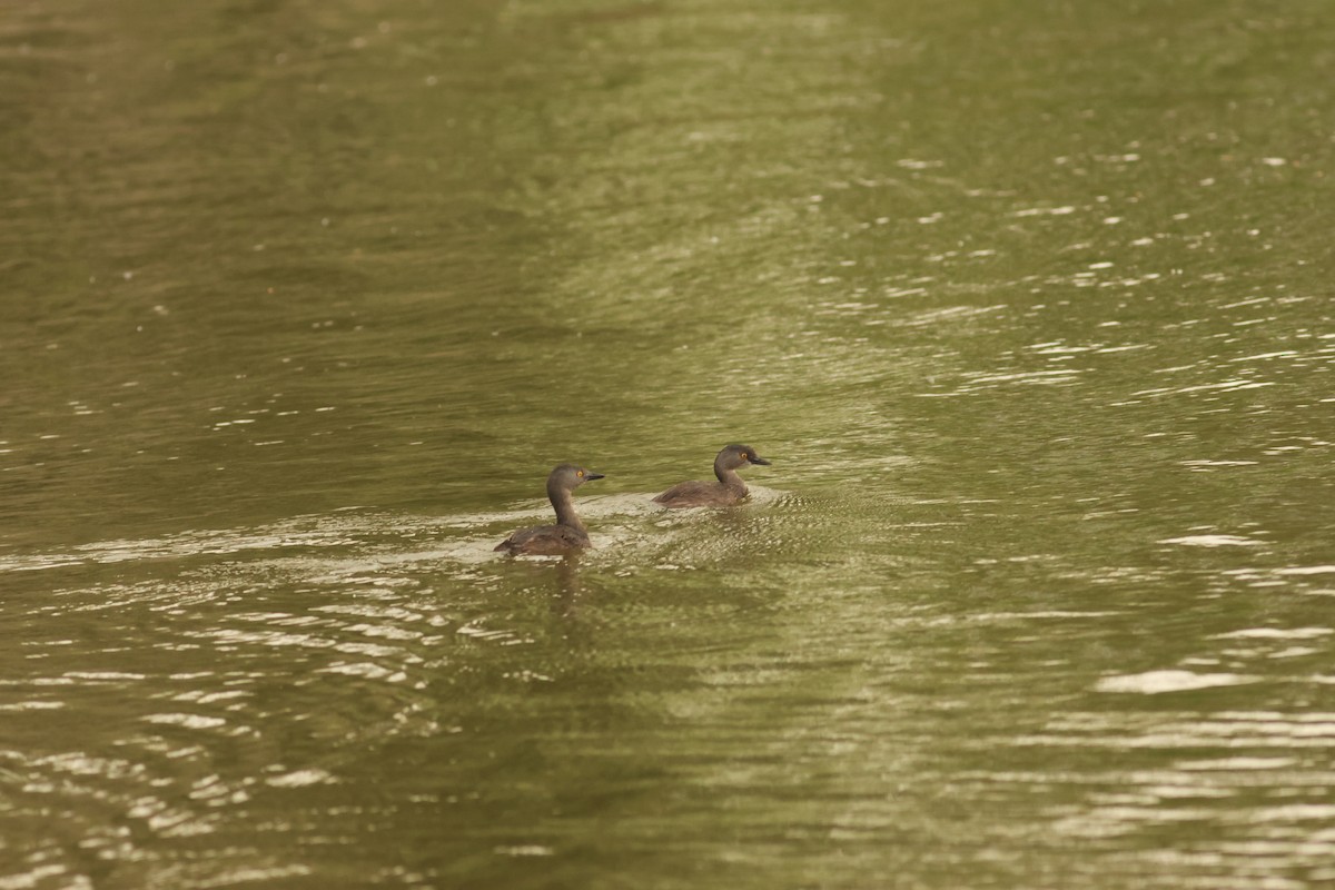 Least Grebe - Hanan Jacoby