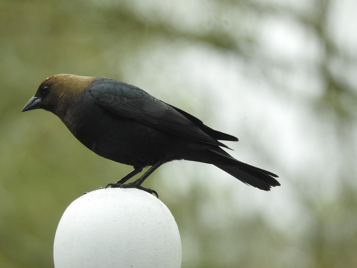 Brown-headed Cowbird - Dennis S Main