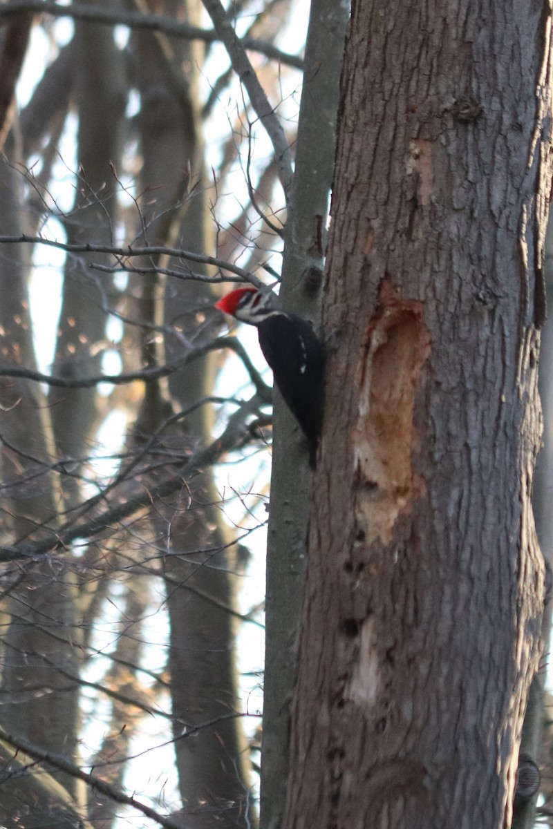 Pileated Woodpecker - Barbara Blair