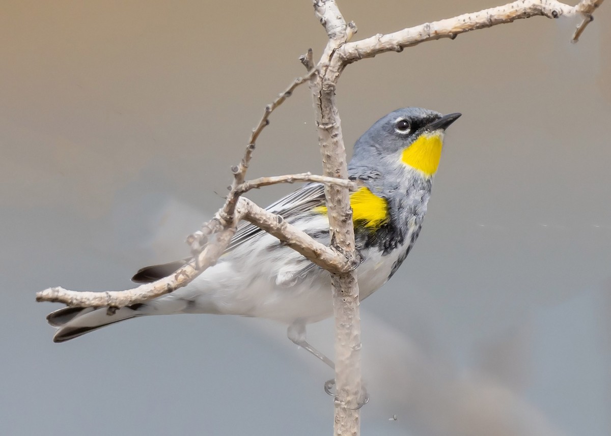 Yellow-rumped Warbler (Myrtle x Audubon's) - Ken Pride