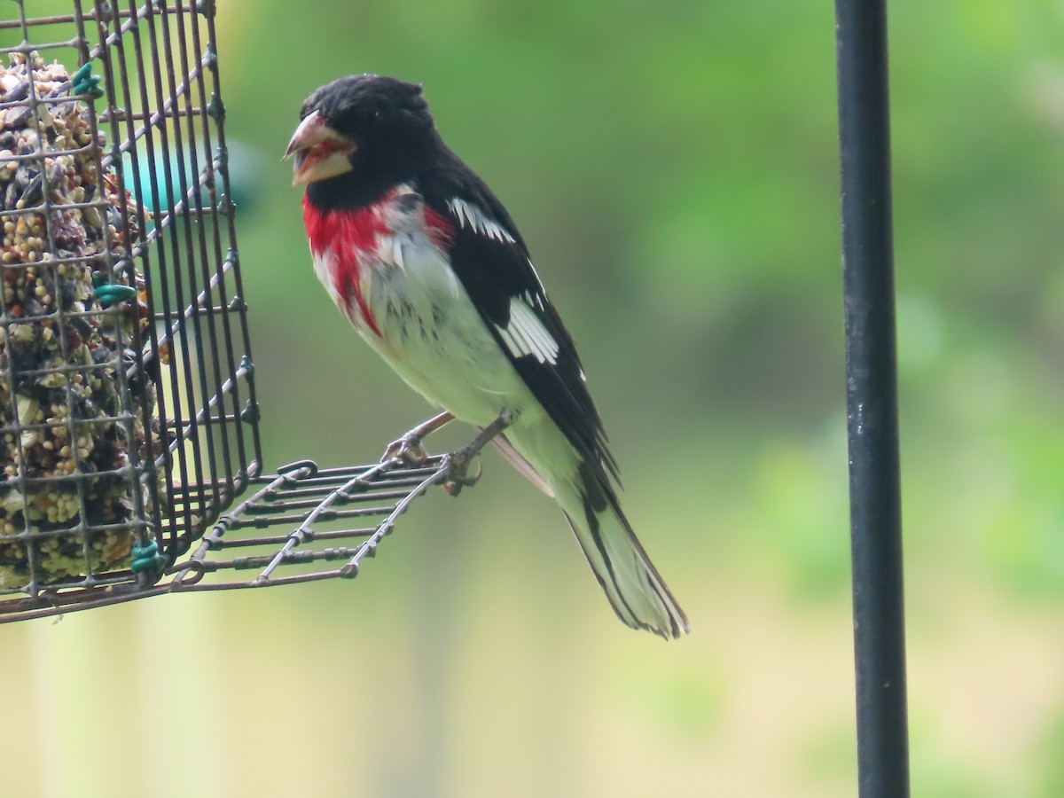 Rose-breasted Grosbeak - Lawanda Mobley