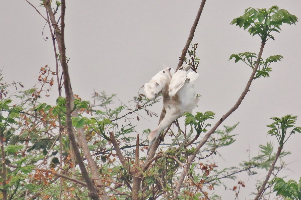 Little Blue Heron - ML618532854