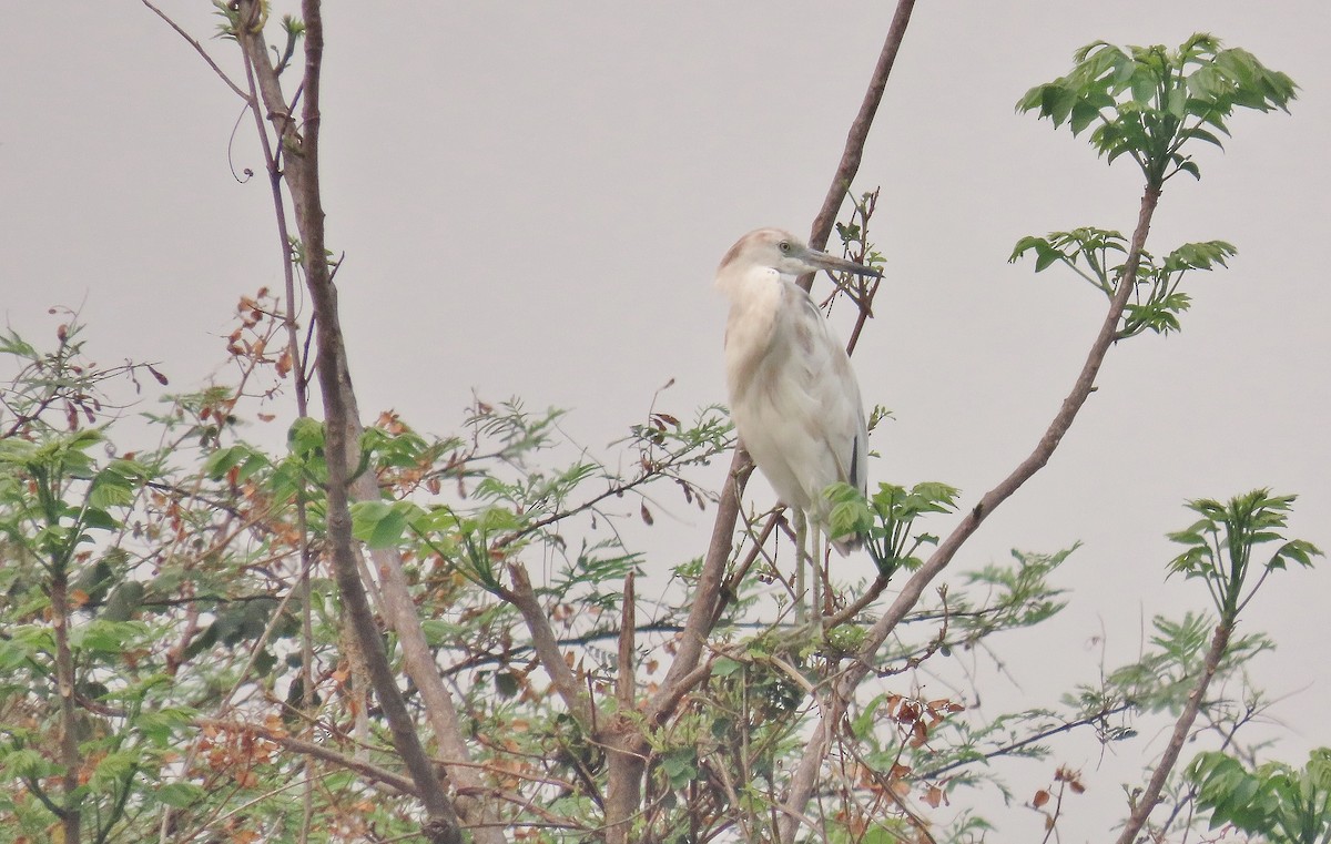 Little Blue Heron - ML618532855