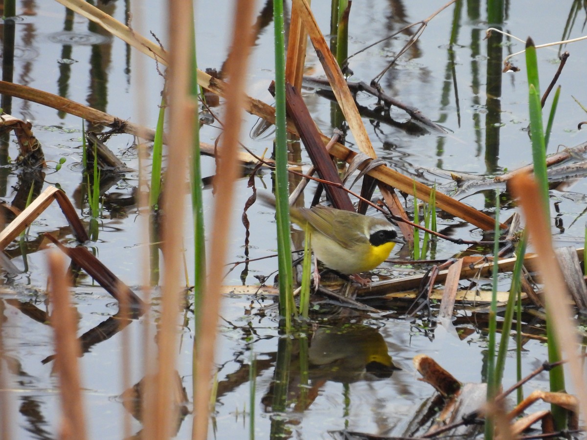 Common Yellowthroat - ML618532867