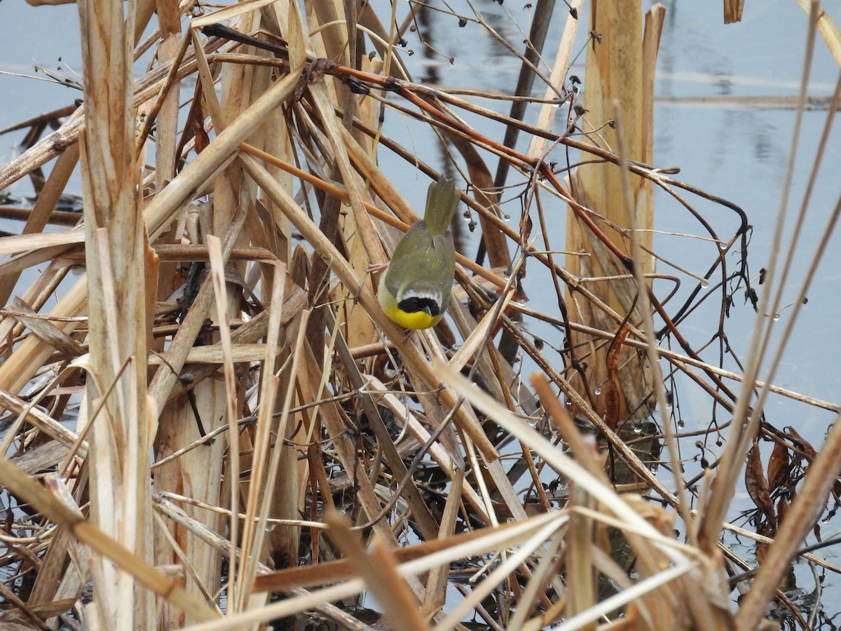 Common Yellowthroat - ML618532871