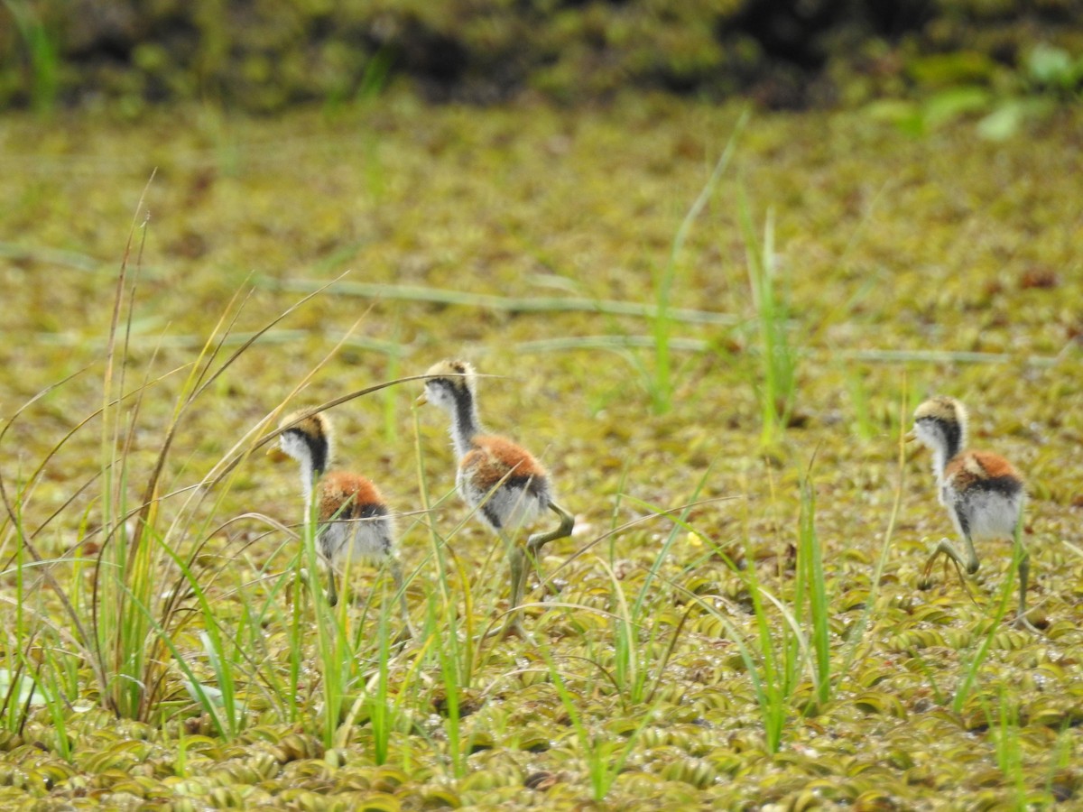 Jacana du Mexique - ML618532872