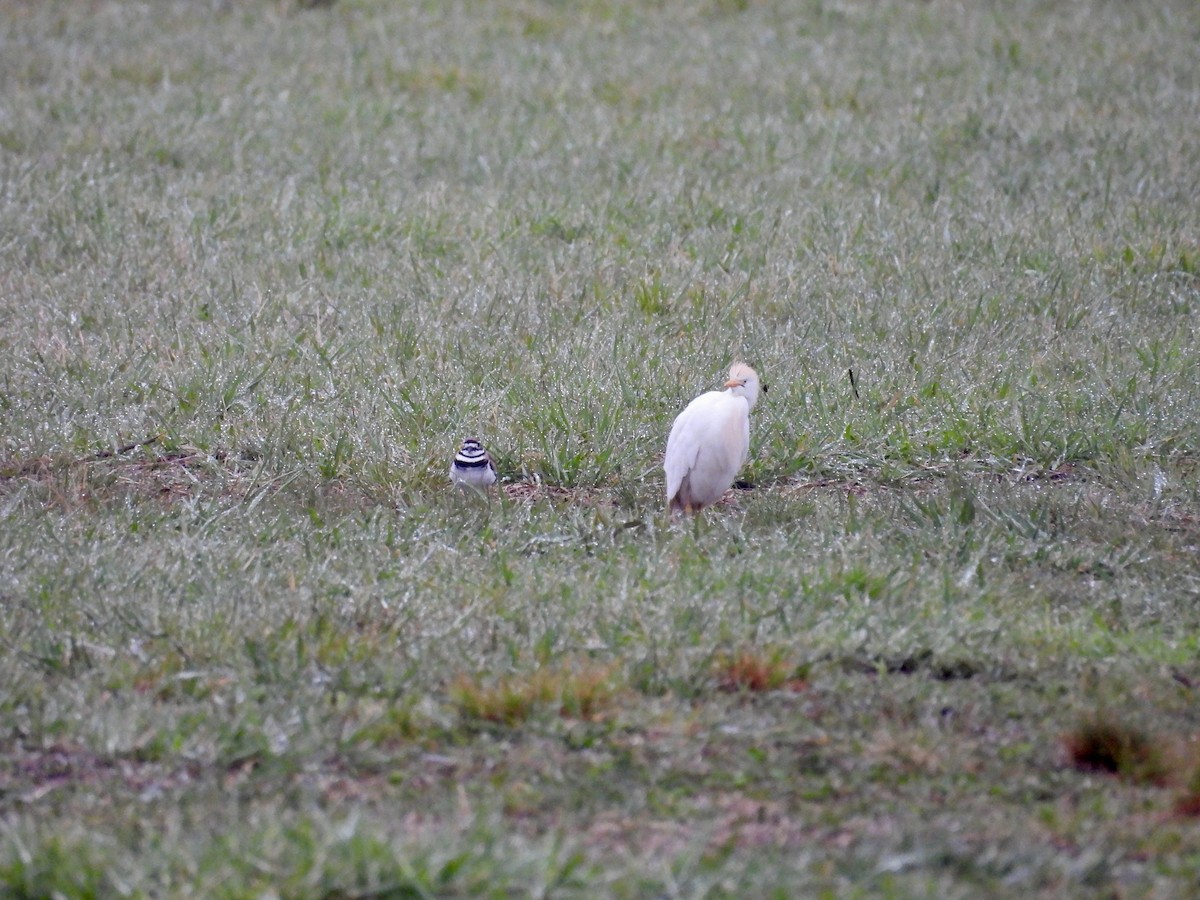 Western Cattle Egret - ML618532878