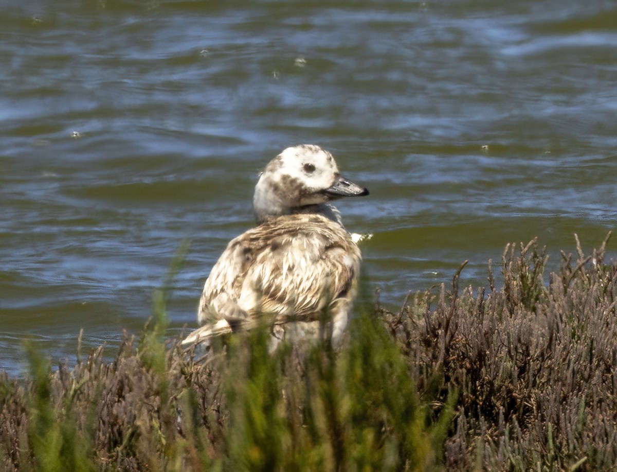 Long-tailed Duck - David Sexton