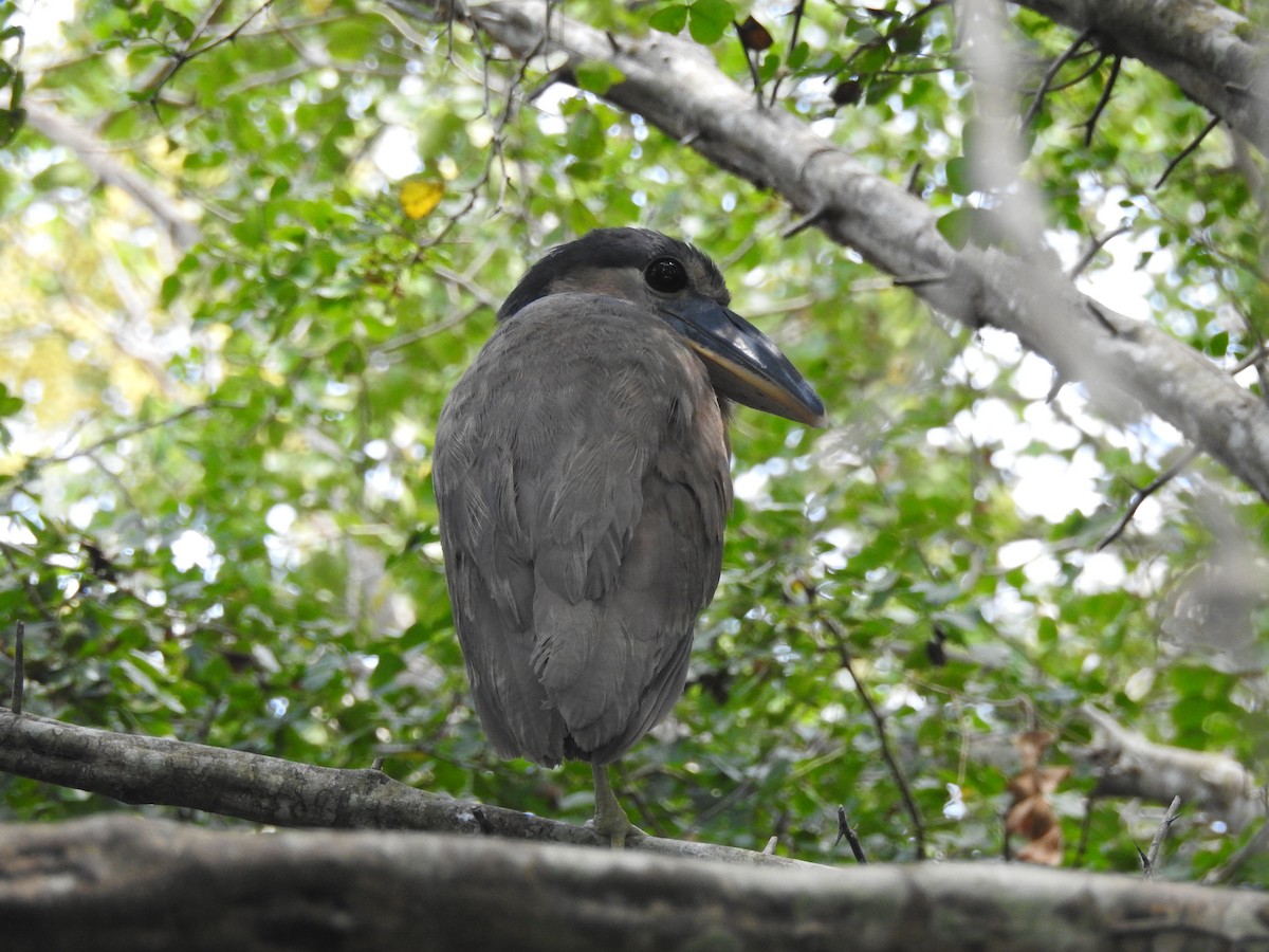 Boat-billed Heron - ML618532881