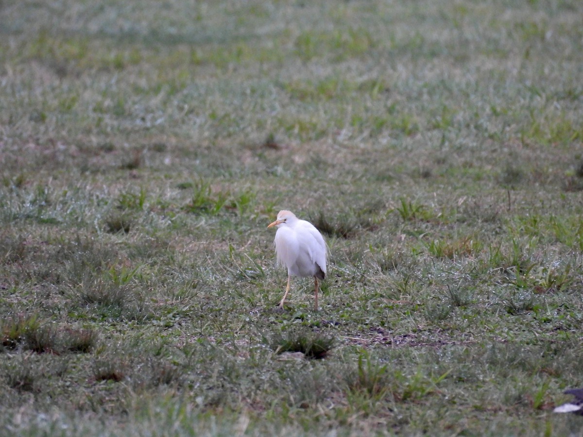 Western Cattle Egret - Dana Sterner