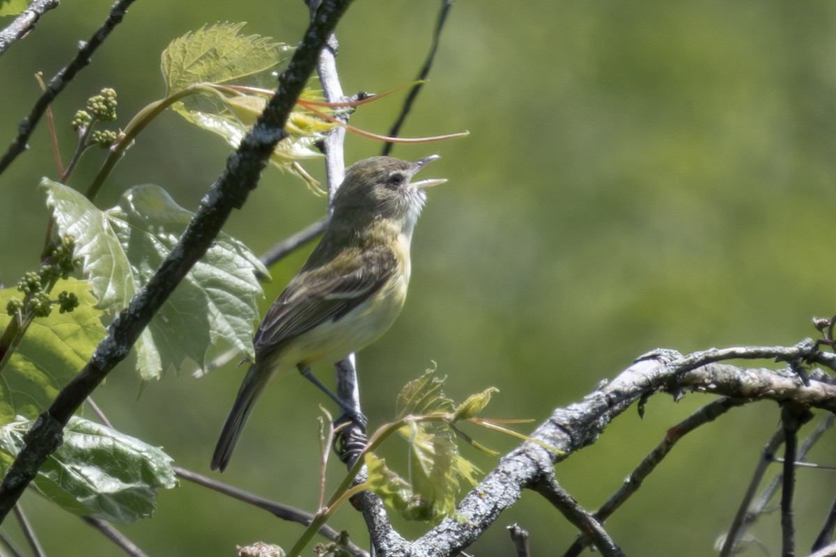 Vireo de Bell (bellii/medius) - ML618532899