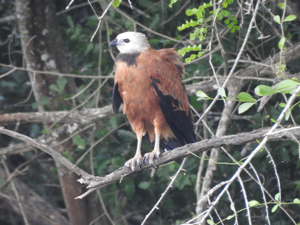 Black-collared Hawk - ML618532911