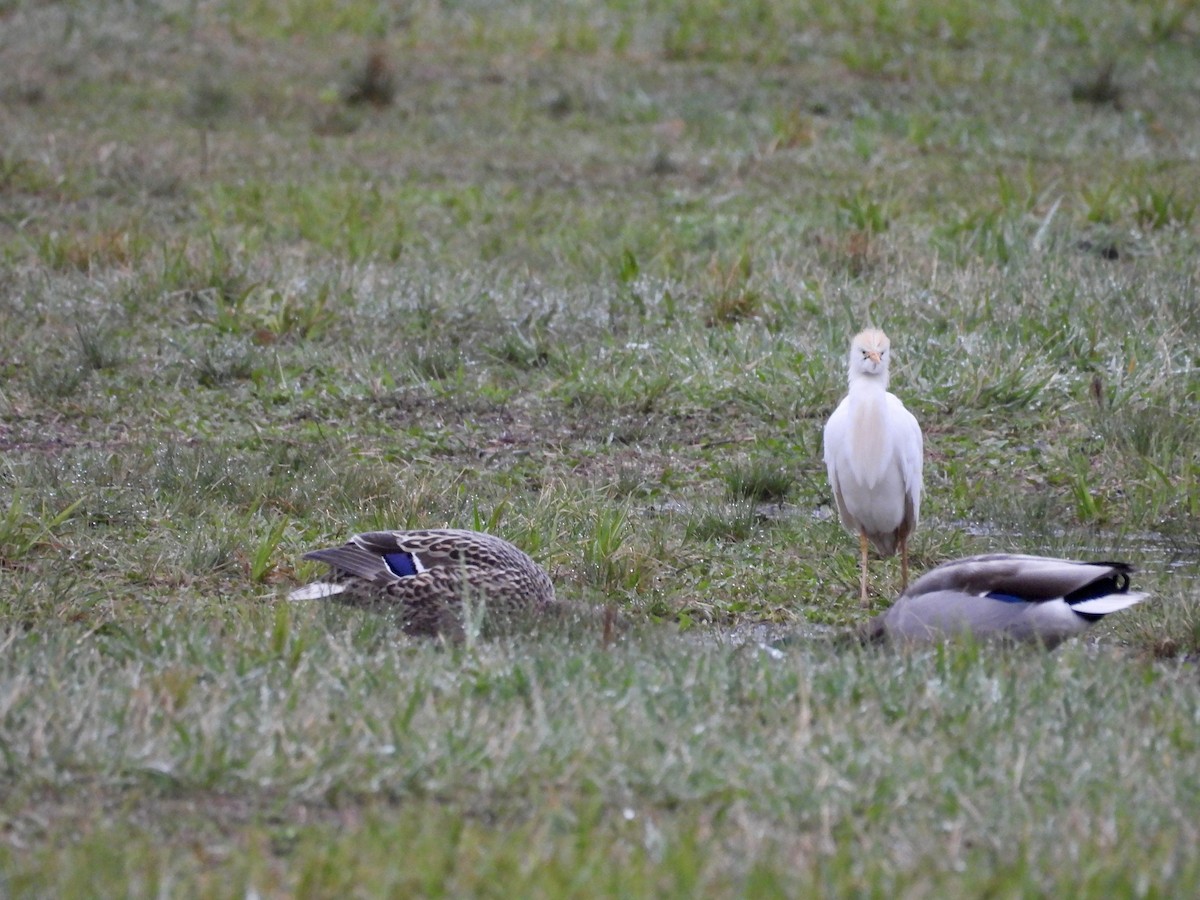 Western Cattle Egret - ML618532923