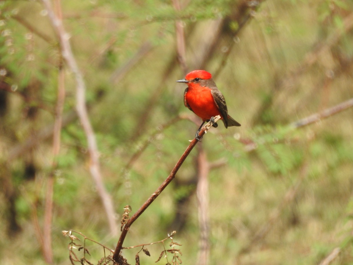 Vermilion Flycatcher - ML618532937