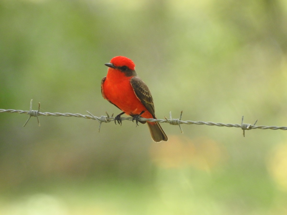 Vermilion Flycatcher - Daniel Buccelli