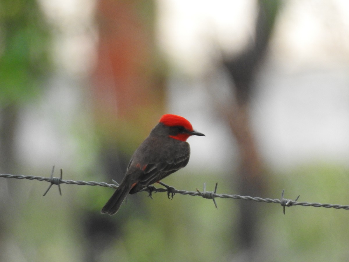 Vermilion Flycatcher - Daniel Buccelli