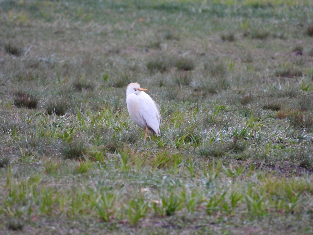 Western Cattle Egret - Dana Sterner