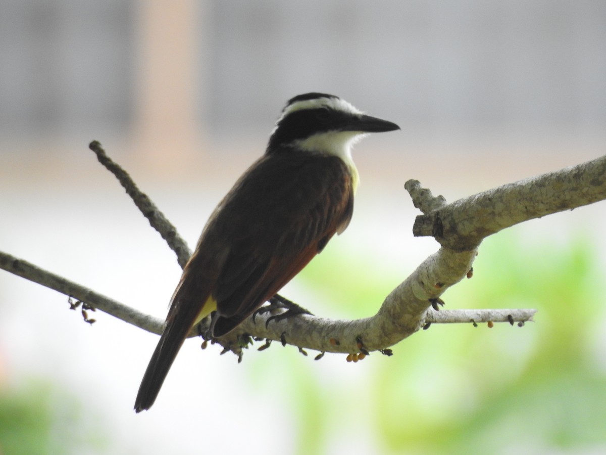 Great Kiskadee - Daniel Buccelli