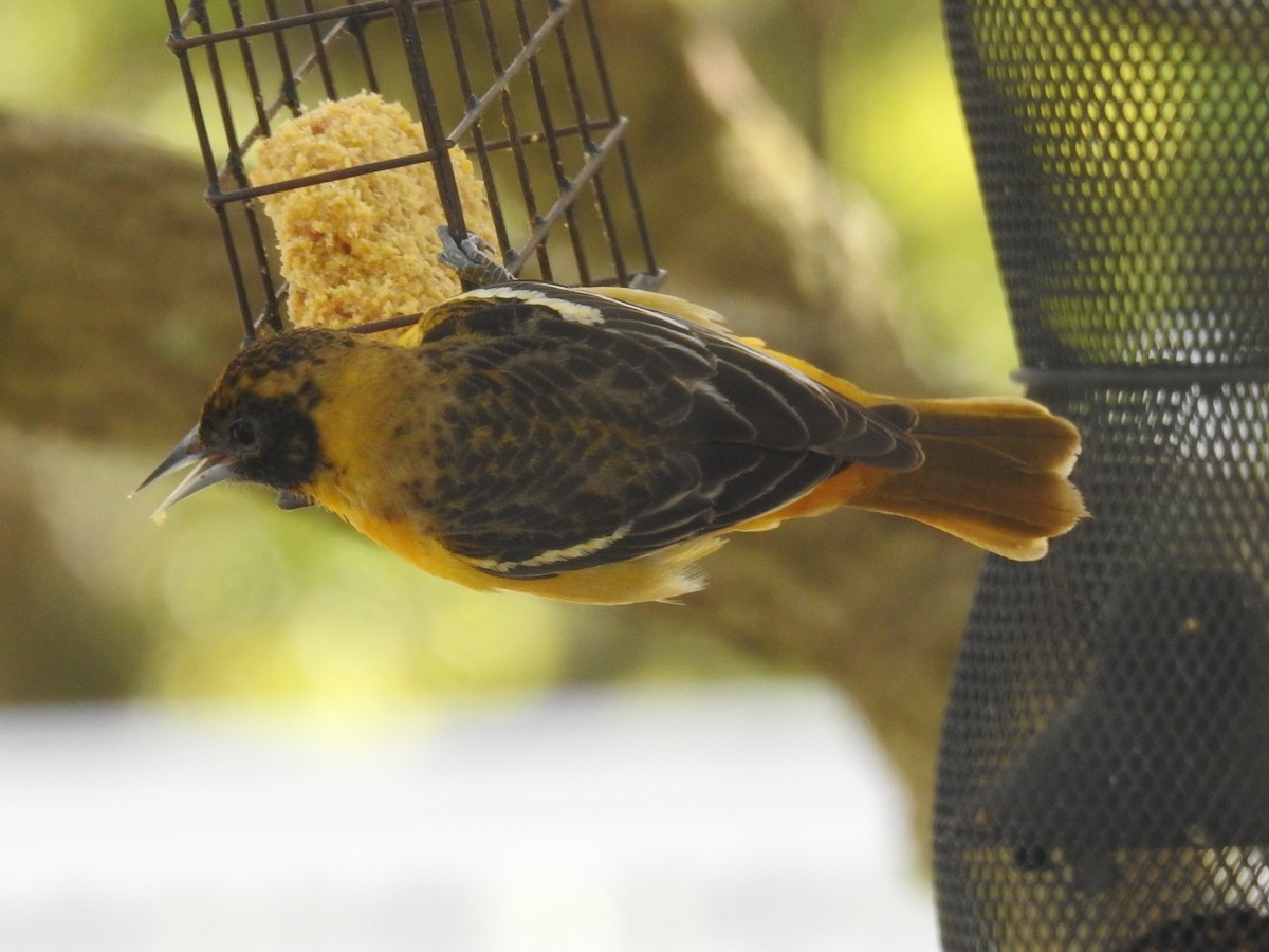 Baltimore Oriole - ML618532995