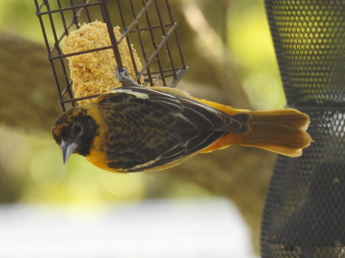 Baltimore Oriole - ML618532996