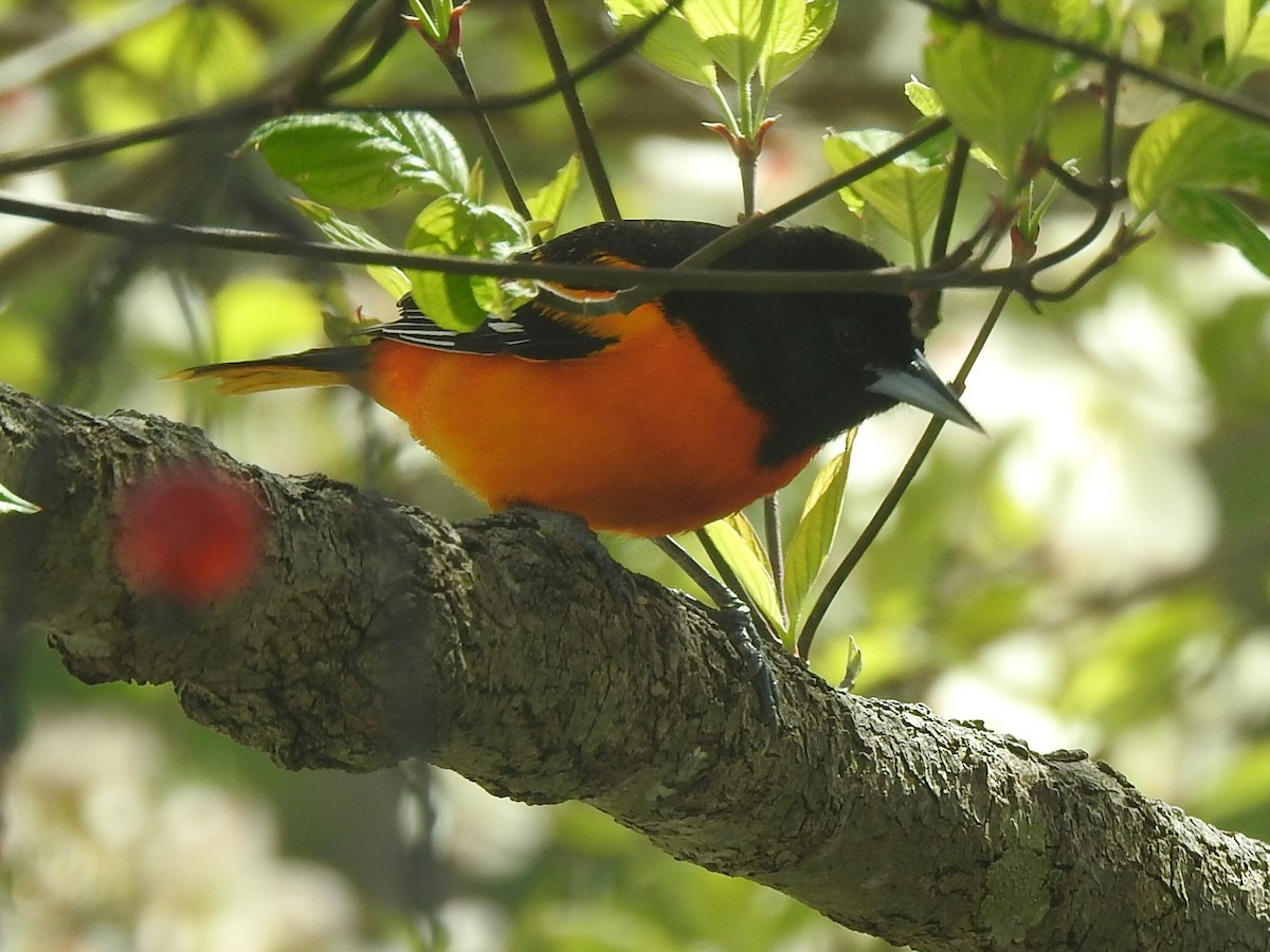 Baltimore Oriole - ML618532997