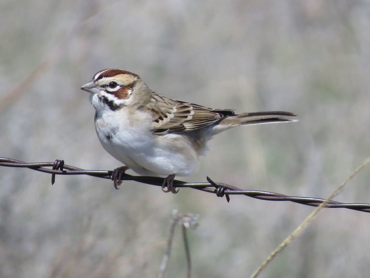 Lark Sparrow - ML618533004