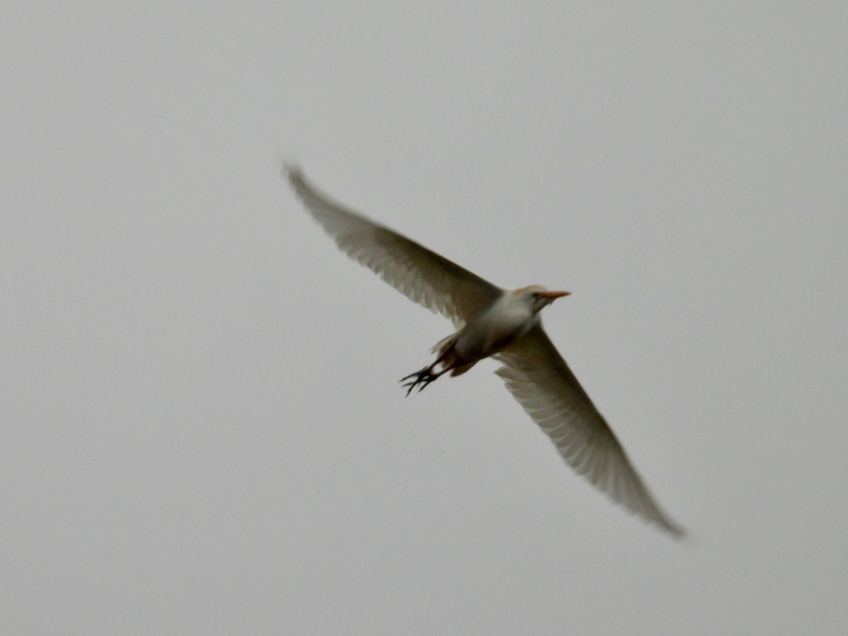 Western Cattle Egret - ML618533005