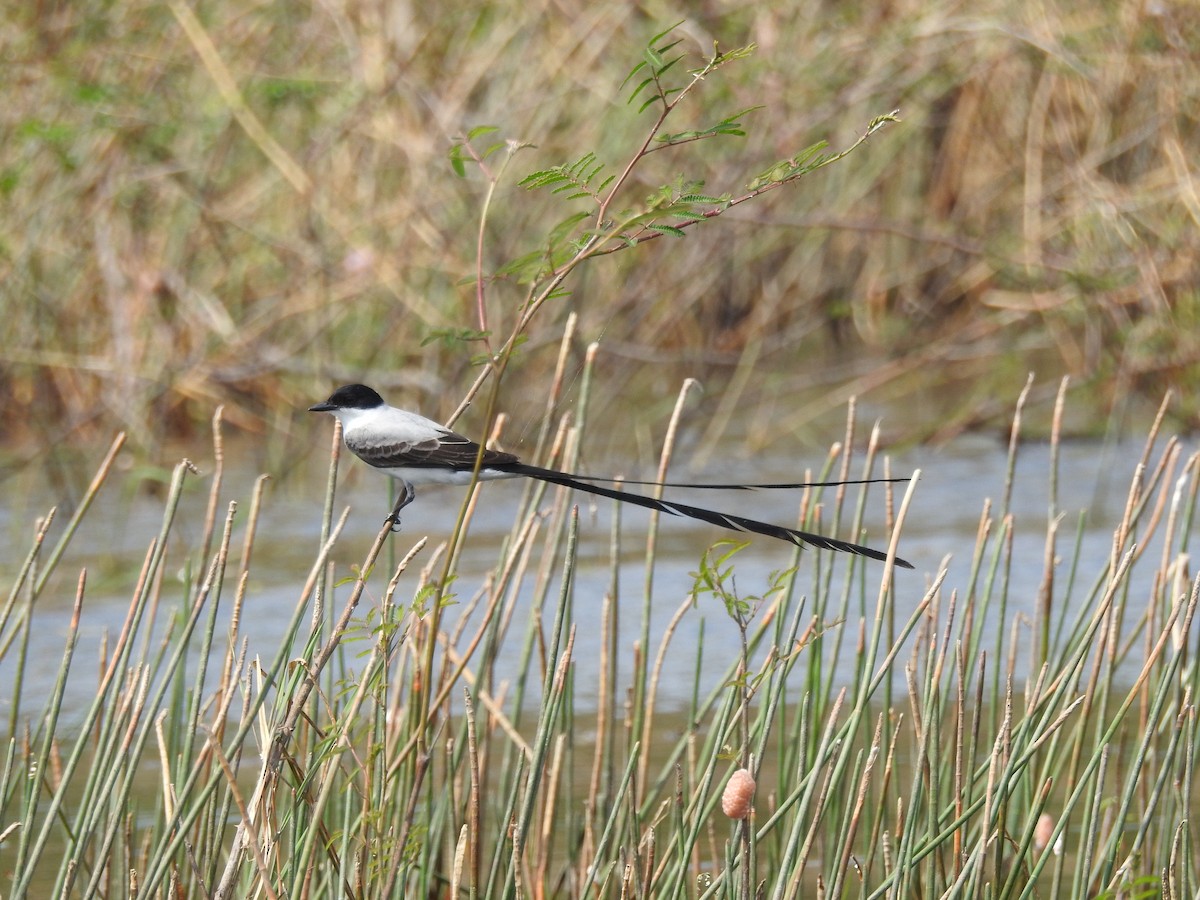 Fork-tailed Flycatcher - Daniel Buccelli