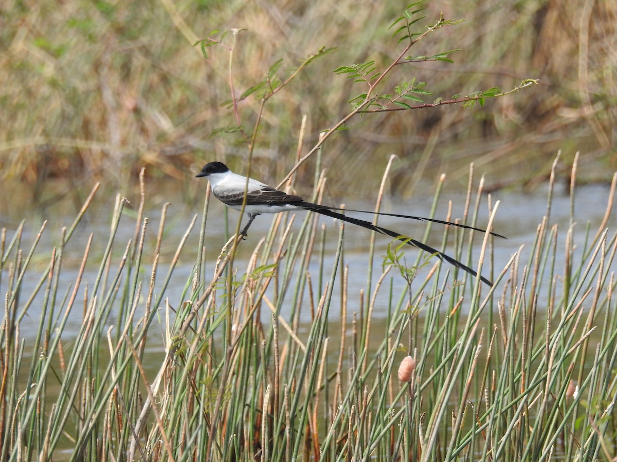 Fork-tailed Flycatcher - ML618533018