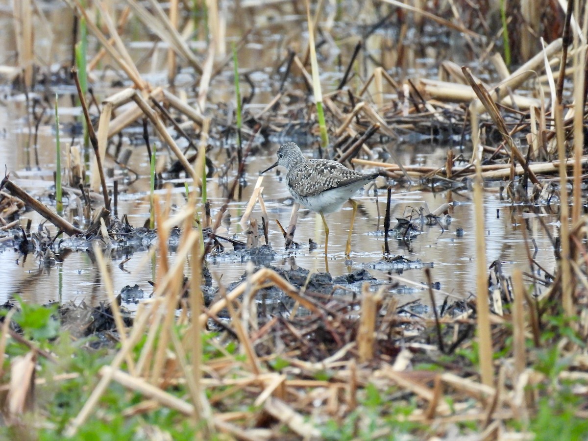 Lesser Yellowlegs - ML618533024