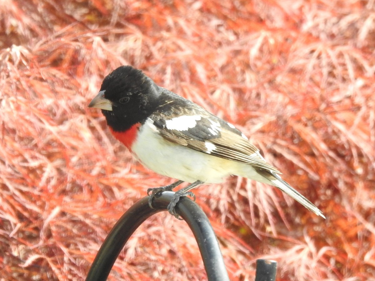 Rose-breasted Grosbeak - ML618533025