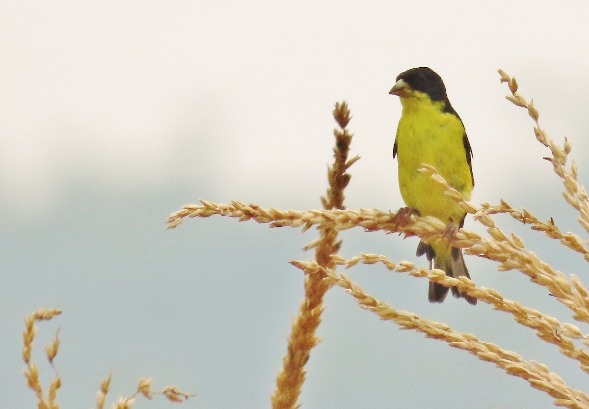 Lesser Goldfinch - Nic Zimmer