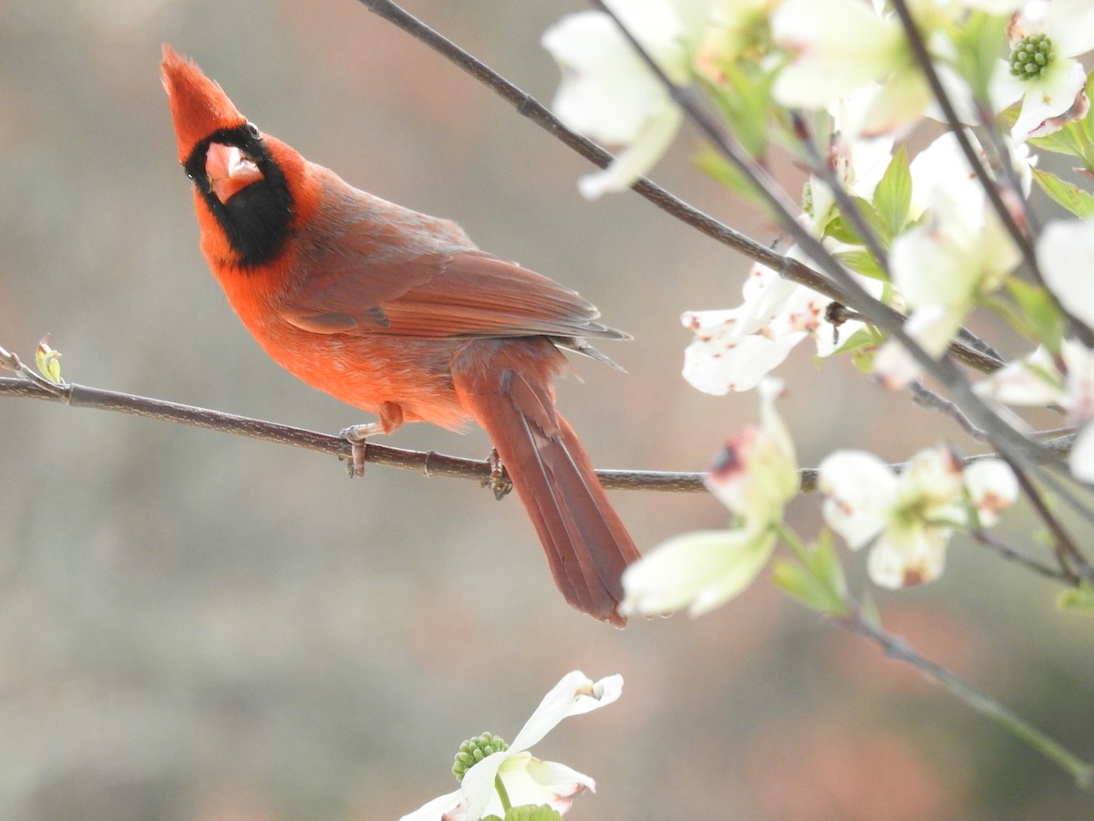 Northern Cardinal - ML618533063