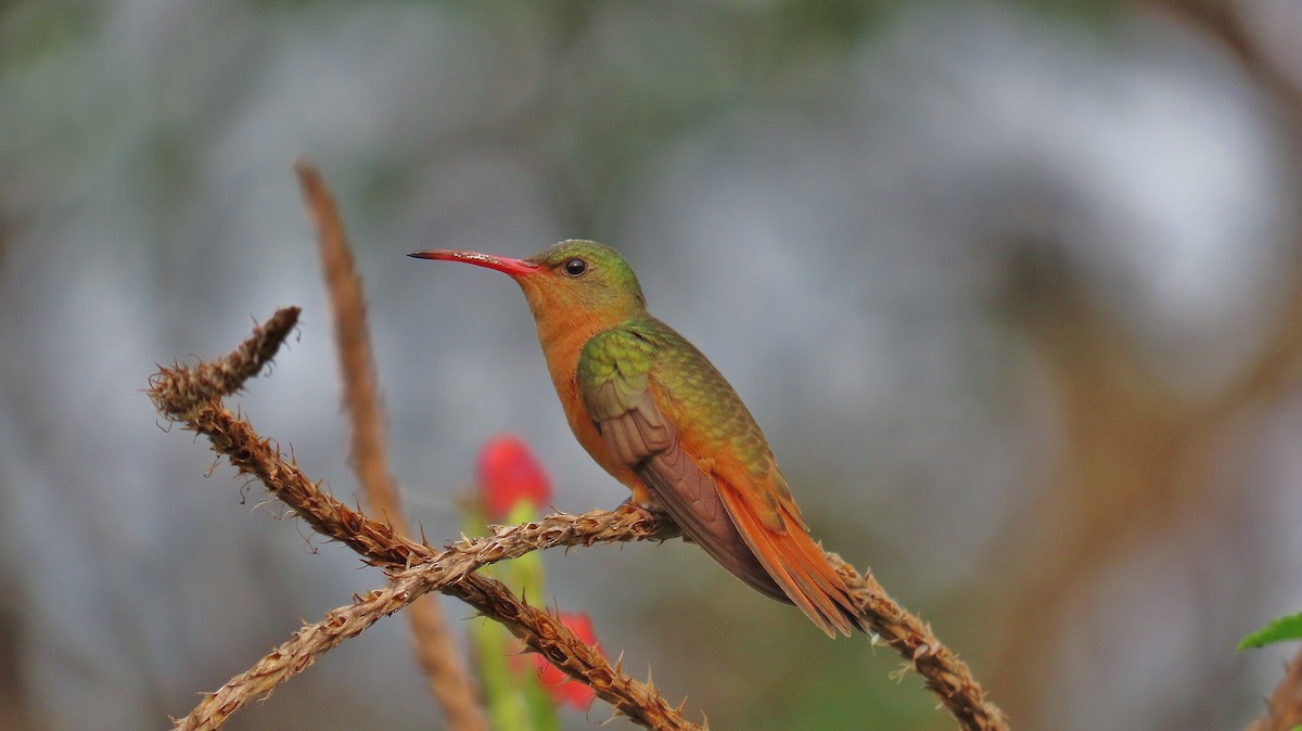 Cinnamon Hummingbird - Nic Zimmer