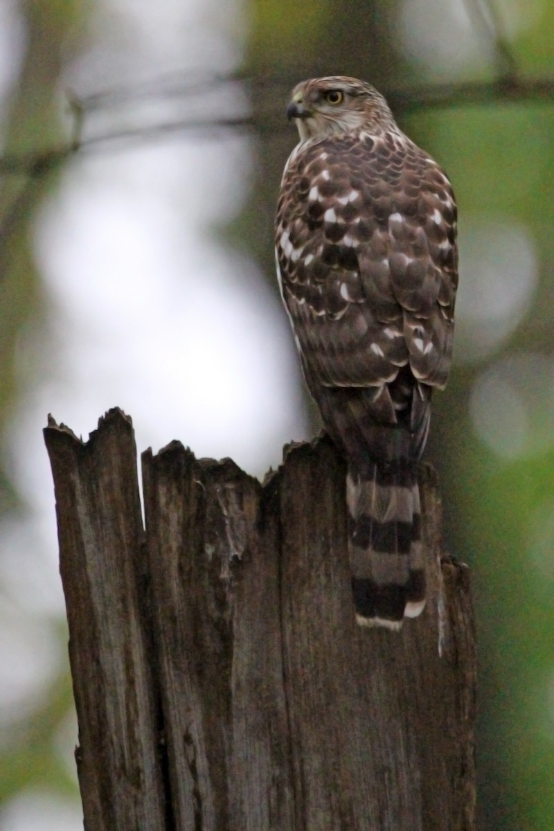 Cooper's Hawk - Lindsey  Winslow