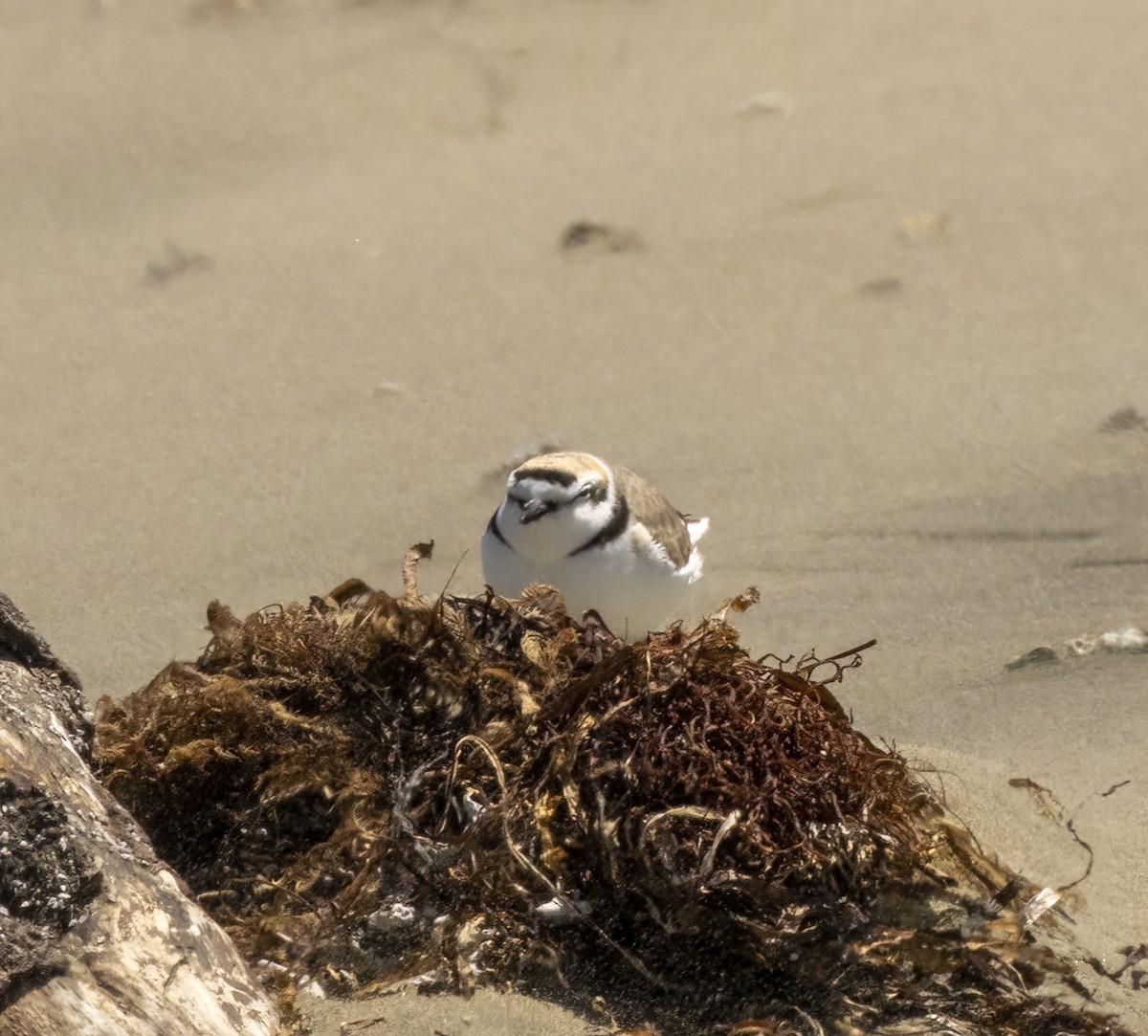 Snowy Plover - David Sexton