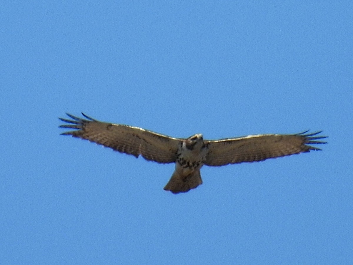 Red-tailed Hawk - ML618533149