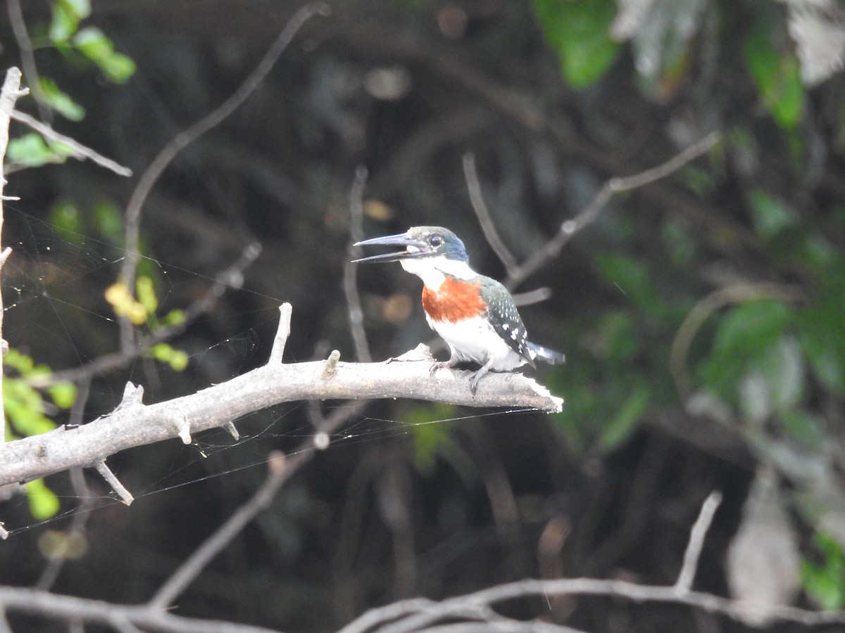 Green Kingfisher - ML618533155