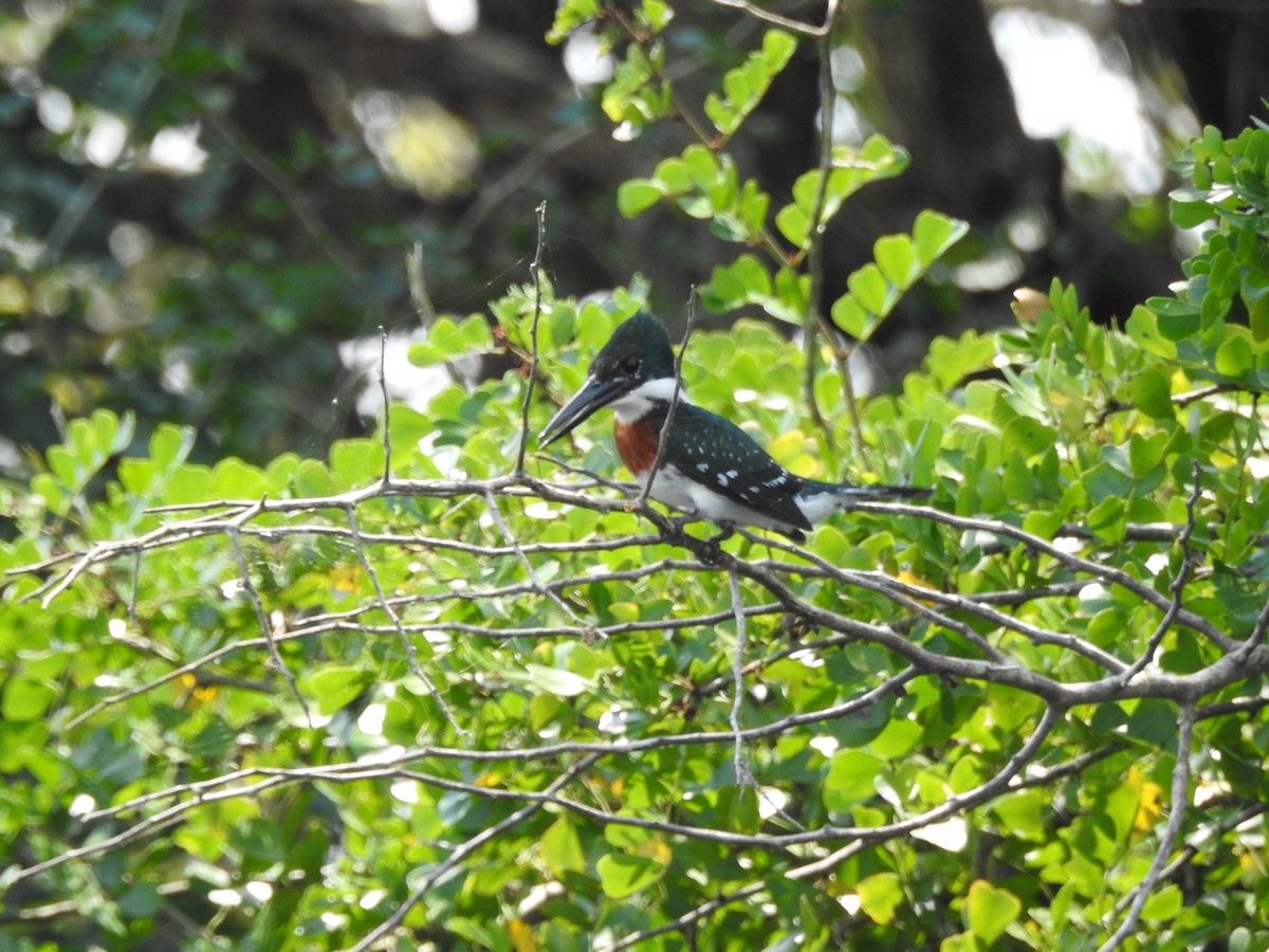 Green Kingfisher - ML618533160