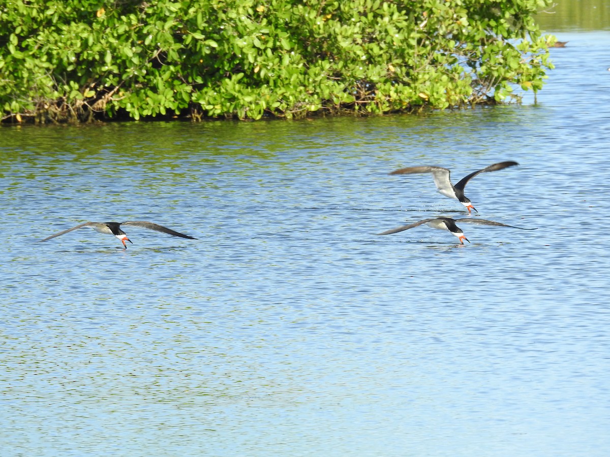 Black Skimmer - Michael Weisensee