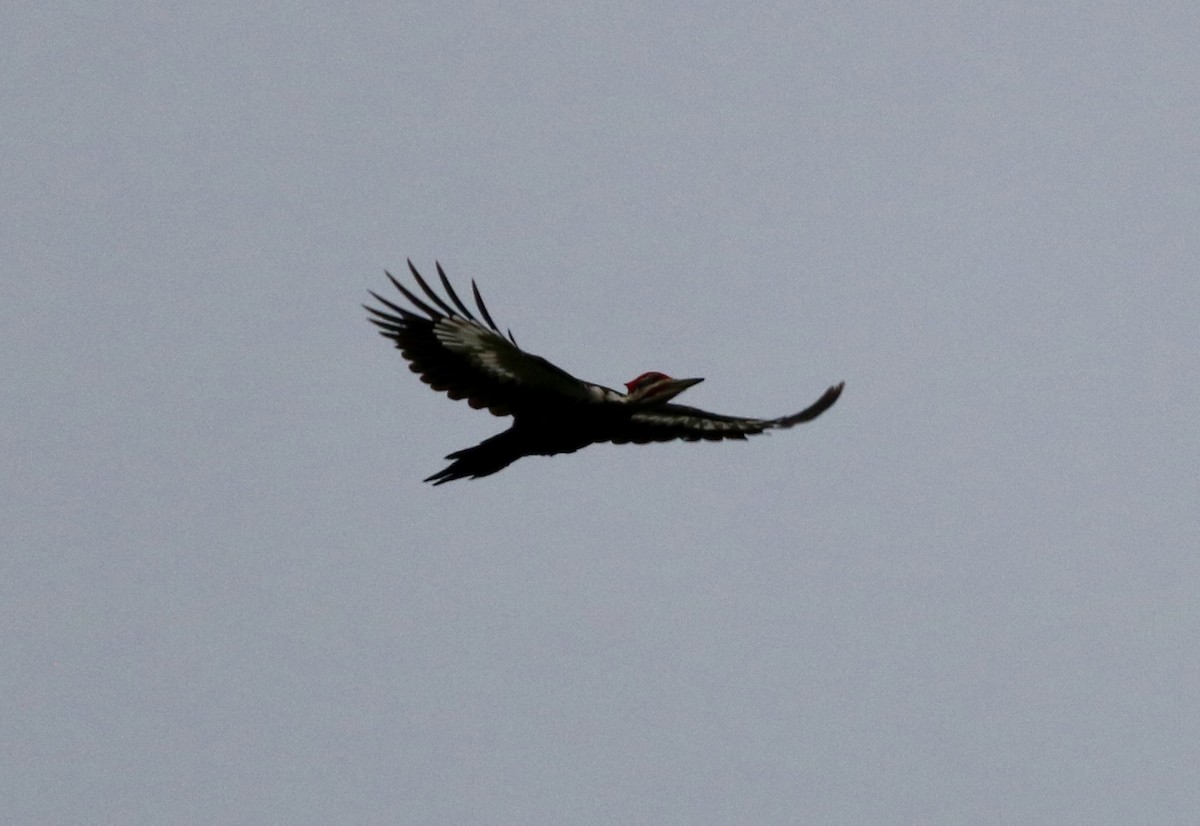 Pileated Woodpecker - Carla Morris