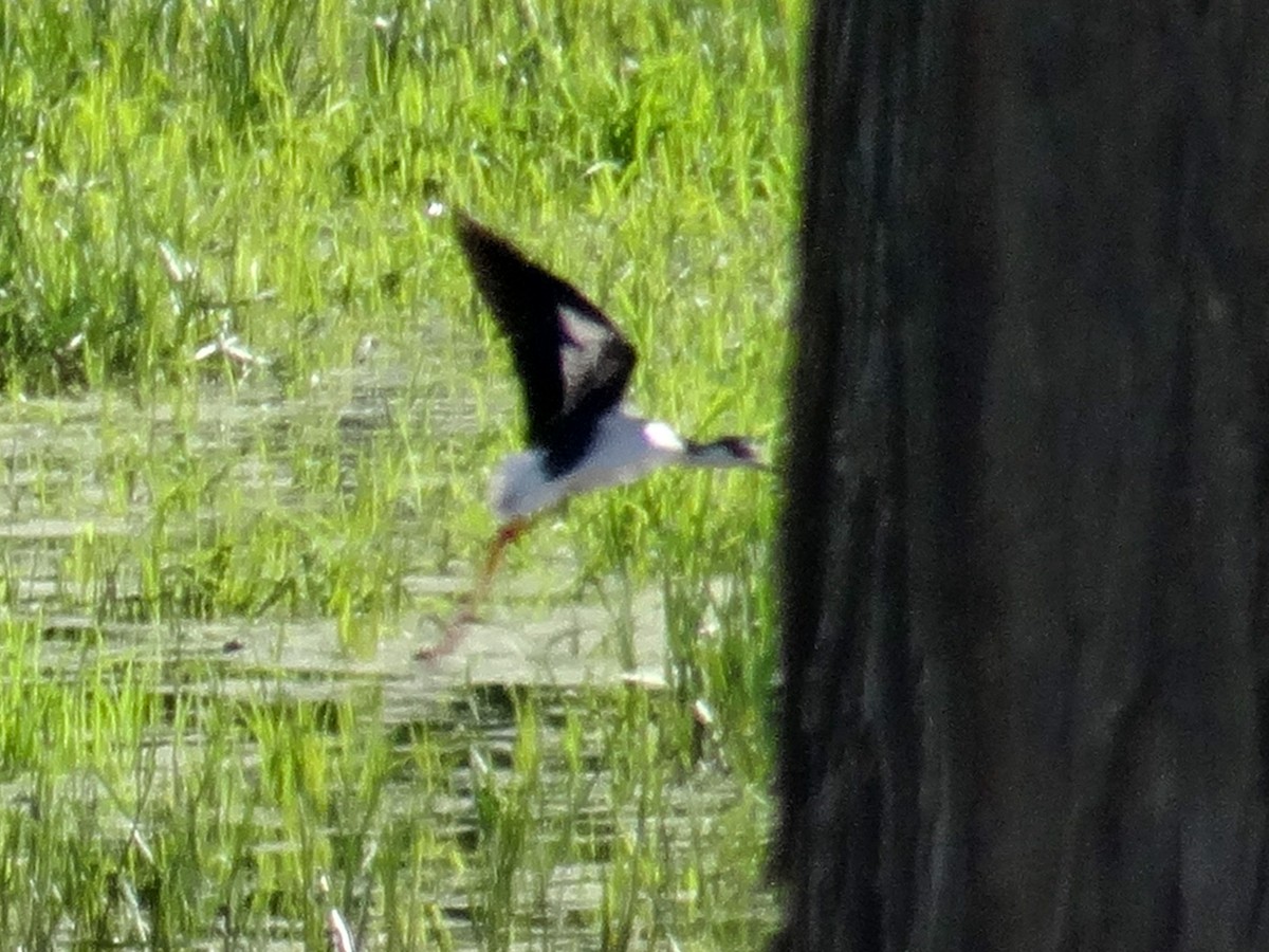 Black-necked Stilt - ML618533270