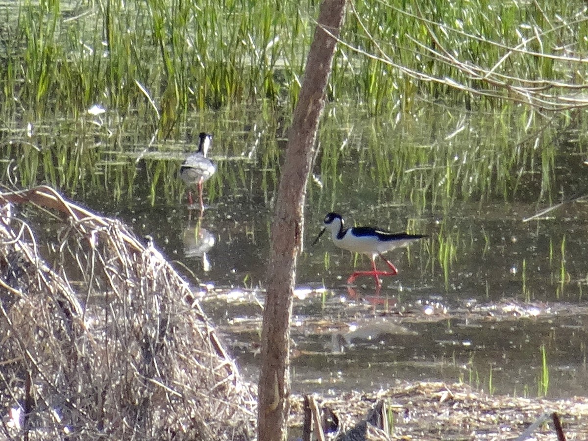 Black-necked Stilt - ML618533274