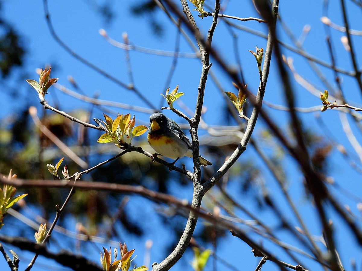 Northern Parula - Melody Walsh