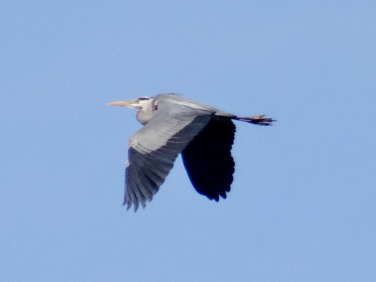 Great Blue Heron - ML618533297