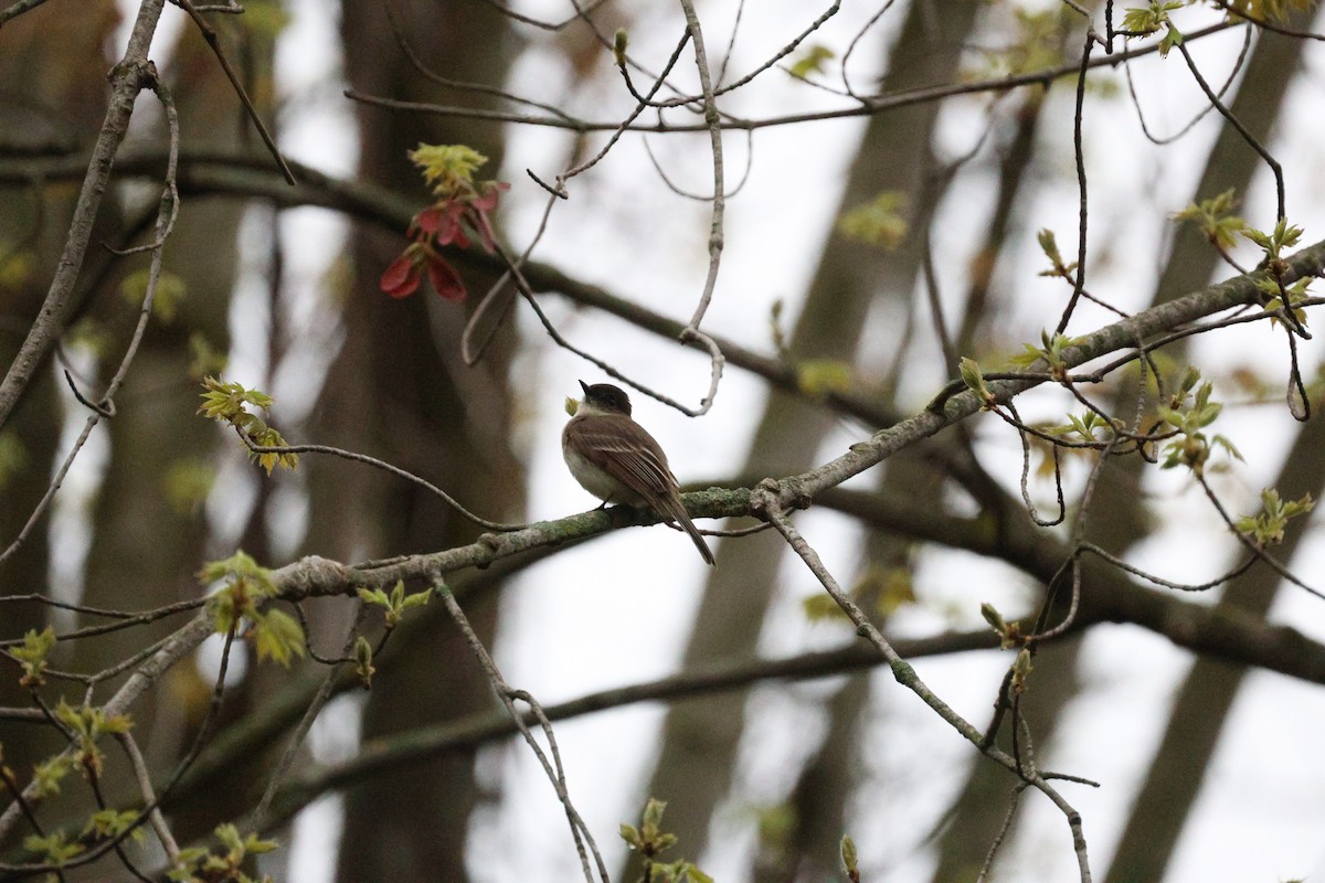 Eastern Phoebe - Anonymous