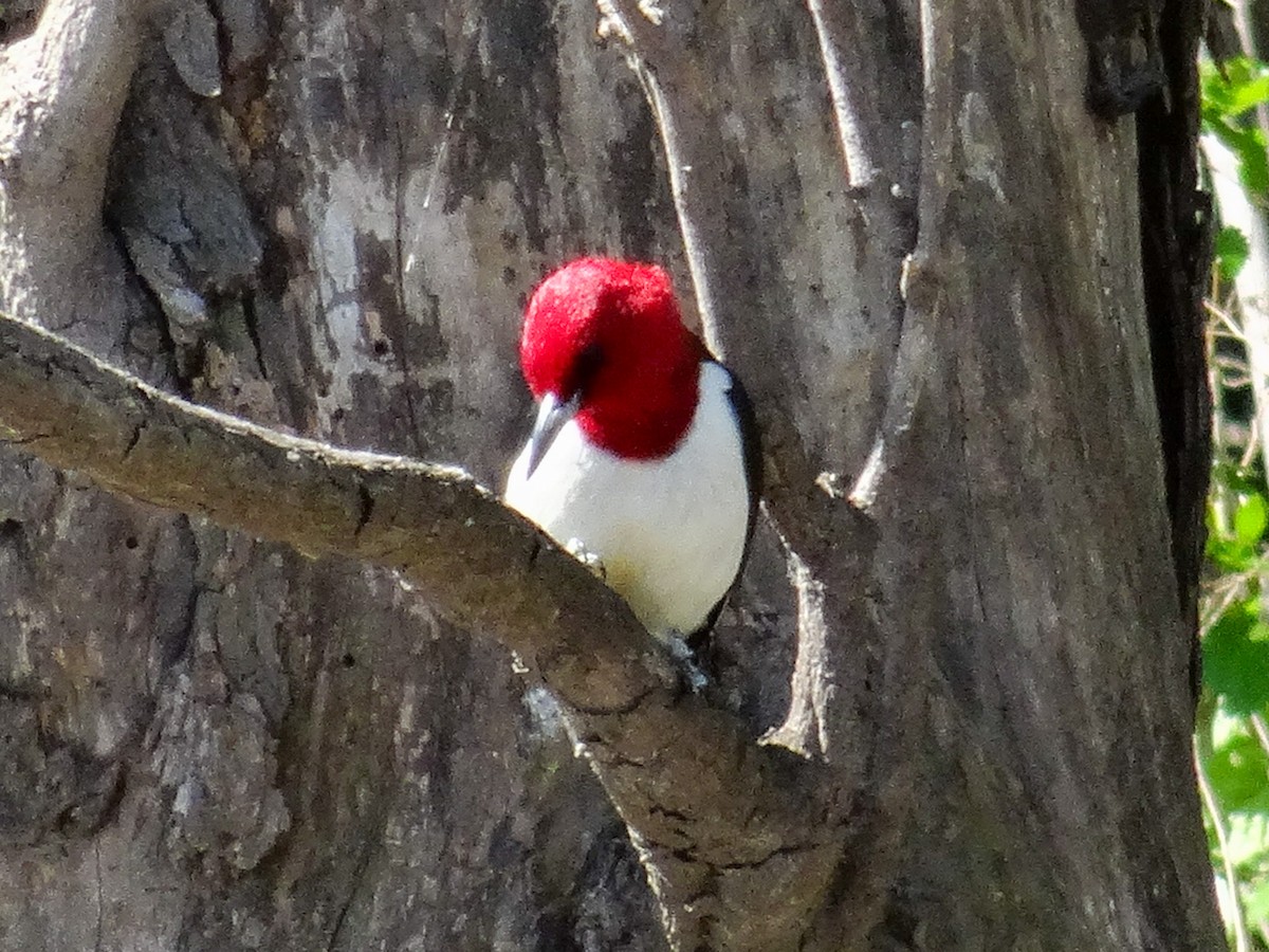 Red-headed Woodpecker - ML618533357