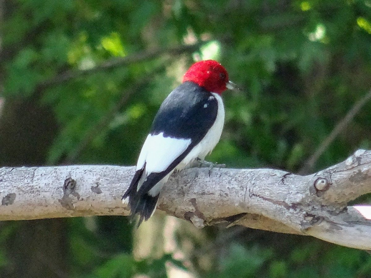 Red-headed Woodpecker - ML618533359